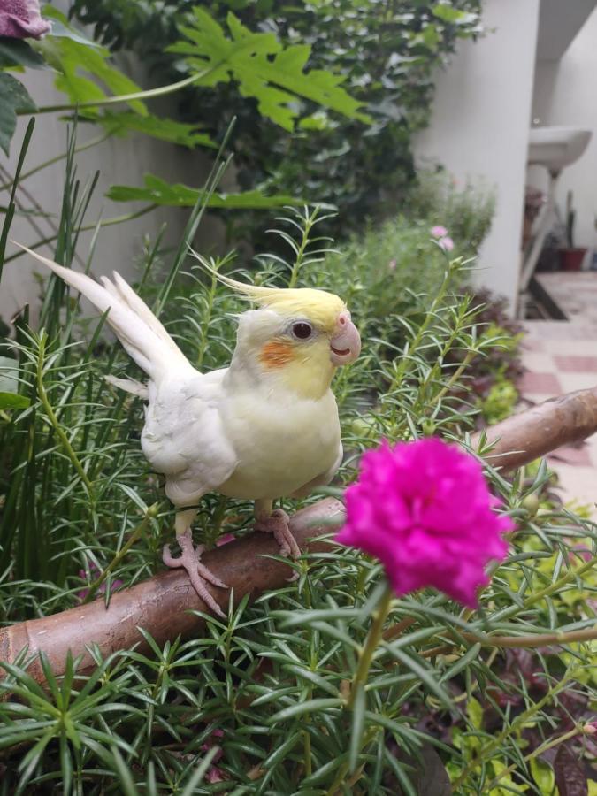 Paarijaat &